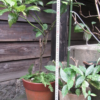 【決まりました】観葉植物☆斑入り☆青木・アオキ☆その２