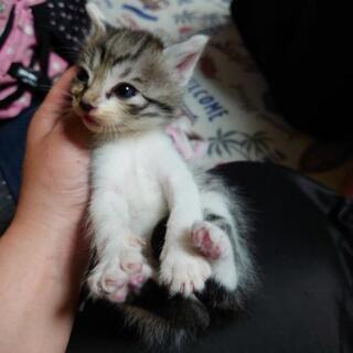 子猫  至急