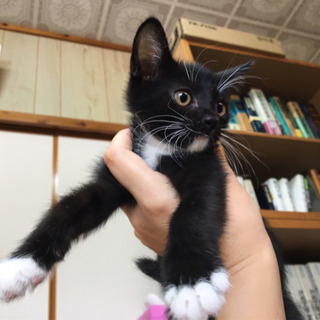 元気な黒白子猫❤️1カ月半の女の子。