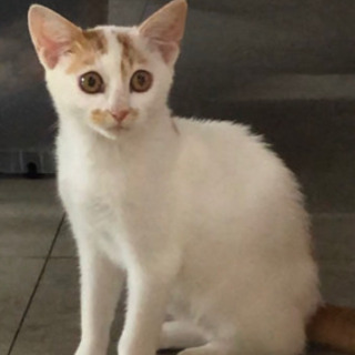 お目目くりくり可愛い仔猫