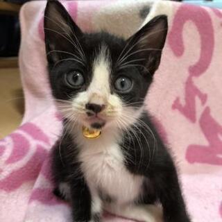 1ヶ月黒白♂兄妹一緒に里親様決定😺