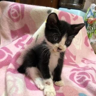 1ヶ月黒白♂兄妹一緒に里親様決定😺 - 猫