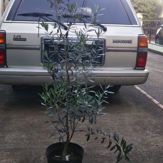 （お取り引き中）植木オリーブ（地植え、鉢で育てる、両方可能）