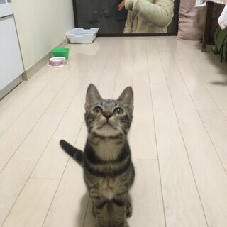 背中がアメショー柄です♪