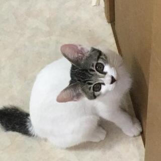 急募！　４ヶ月半の子猫ちゃん(10月現在)