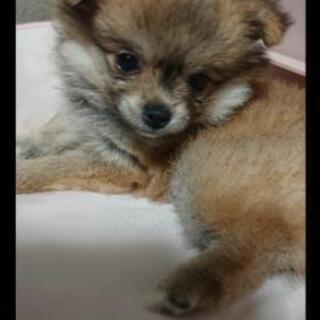 小型犬友達