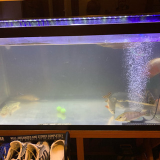 熱帯魚