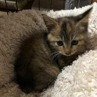 生後1〜2ヶ月の子猫の里親になってください。