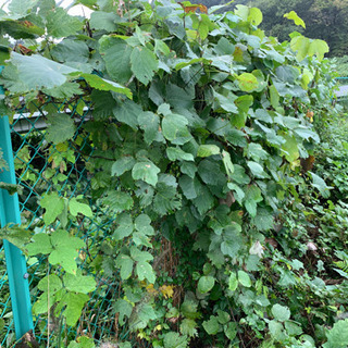 草刈り(ツタ除草作業)