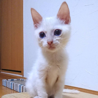 ふわふわシャム系4頭