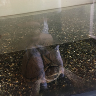 カブトニオイガメ 水槽 ポンプ ライト エサ付き