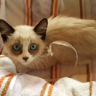 子猫里親募集