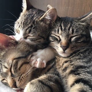保護猫用に猫砂を分けてください☆