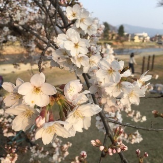 Thank you 鴨川❣️               日曜の朝ランニングしませんか？ − 京都府