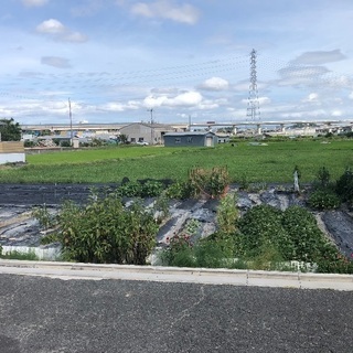 田んぼ(150坪) 農地 大阪府羽曳野市 - 羽曳野市