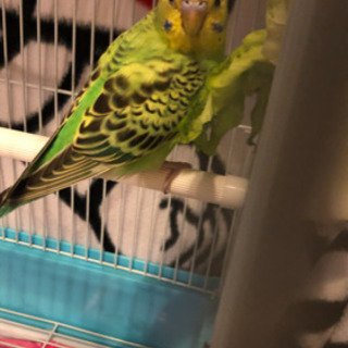 見つけてください