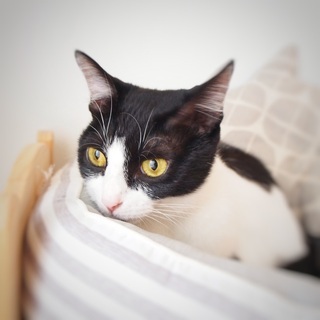 おとな猫なのに子猫みたいに小柄なチリン