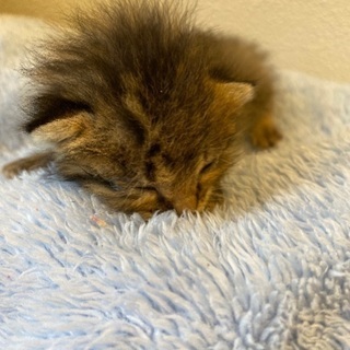 一時募集止めます　キジトラ　♀ 生後10日から15日程度 - 鳥羽市