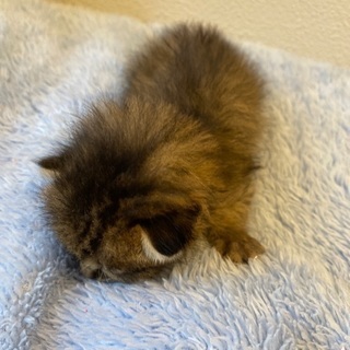 一時募集止めます　キジトラ　♀ 生後10日から15日程度 - 猫