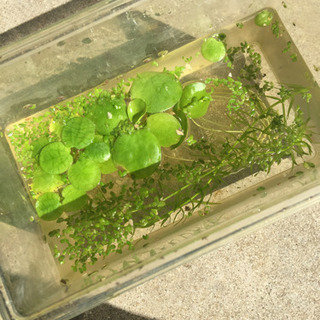 水草三種+タニシ5匹