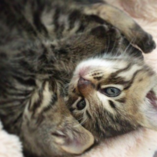 ⭐︎10/10追記あり グレー&キジトラ(？)2匹兄弟貰って下さ...