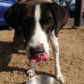 ポインター風☆香川県の迷子犬