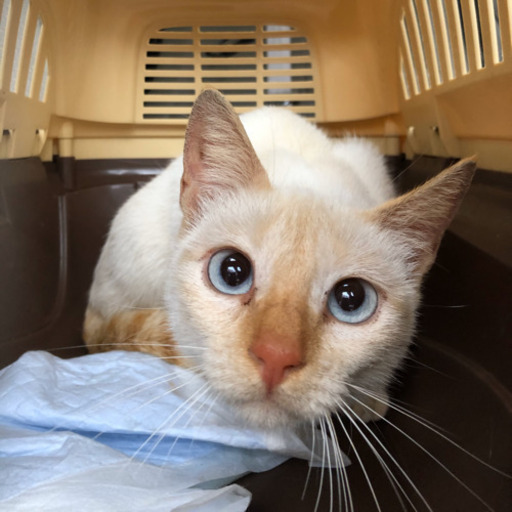 茶猫ページ 猫 財布 本革 レディース 日本製 ジュジュアンドベック 333331