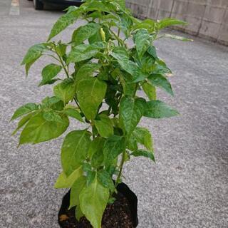 実が着果した、蕾がでてる島とうがらし苗木売ります。