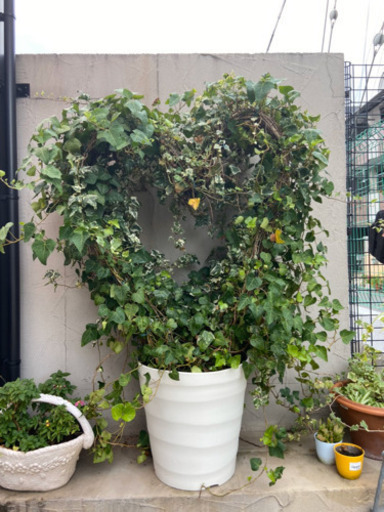 観葉植物ハート型アイビー
