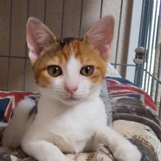 【愛媛県の方限定】三毛猫(メス)の新しい家族募集中！  