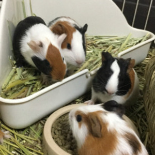 【10/9更新】9/22に産まれたモルモットの赤ちゃん（仮里親様...