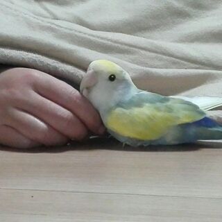 足立区南花畑でコザクラインコを迷子にしてしまいました