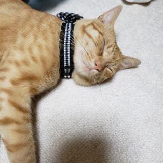 愛猫が迷子になりました