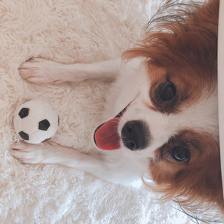 わんちゃん部！🐶