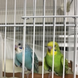 セキセイインコ2匹とウーパールーパー3匹