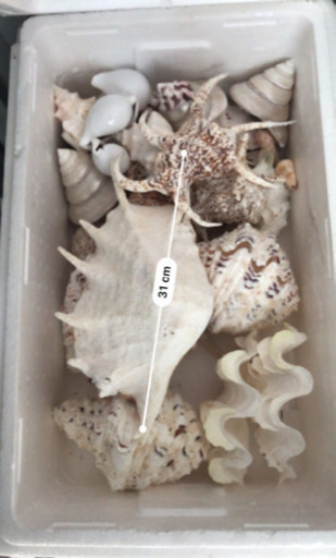 法螺貝やその他インテリアに使えそうな貝いっぱい。 良い 特大 法螺貝