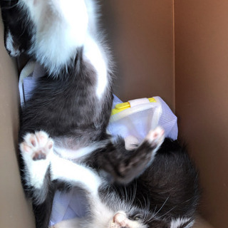 子猫の里親募集  急募!!    急ぎなので、ご検討中の方もコメ...