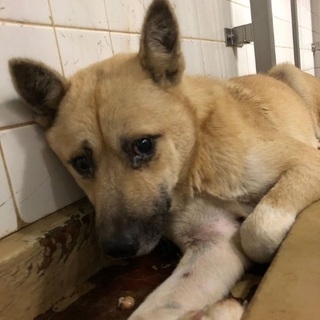 里親決定！有難うございました！🆘期限切迫保健所収容🐶臆病な野犬の...
