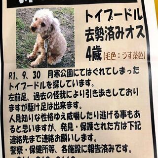 迷い犬ハッピーくん探しています。の画像