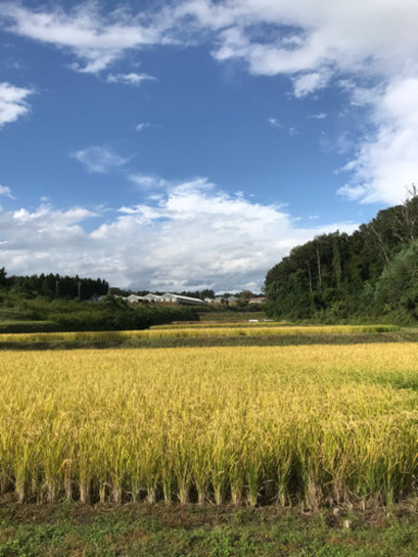 新米  安く譲ります