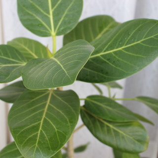 観葉植物その５　フィカス ベンガレンシスの画像