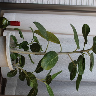 観葉植物その５　フィカス ベンガレンシス