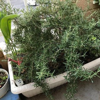 お引き取り決定しました！！ローズマリーやヘデラなどプランターごと🌱