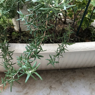 お引き取り決定しました！！ローズマリーやヘデラなどプランターごと🌱の画像