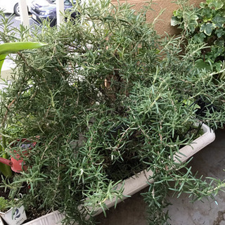 お引き取り決定しました！！ローズマリーやヘデラなどプランターごと🌱の画像
