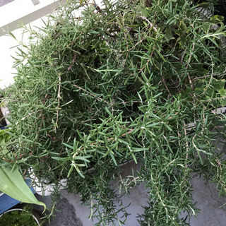 お引き取り決定しました！！ローズマリーやヘデラなどプランターごと🌱の画像