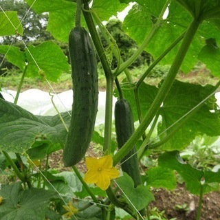 きゅうりの色々な作業の画像