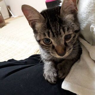 生後8ヶ月くらいのオス猫