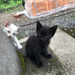 8月の末に生まれました。大事に育ててくれる方募集中です。