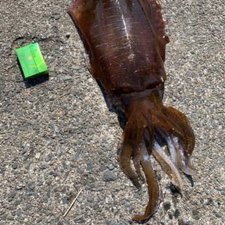関西釣り仲間募集です。 − 大阪府